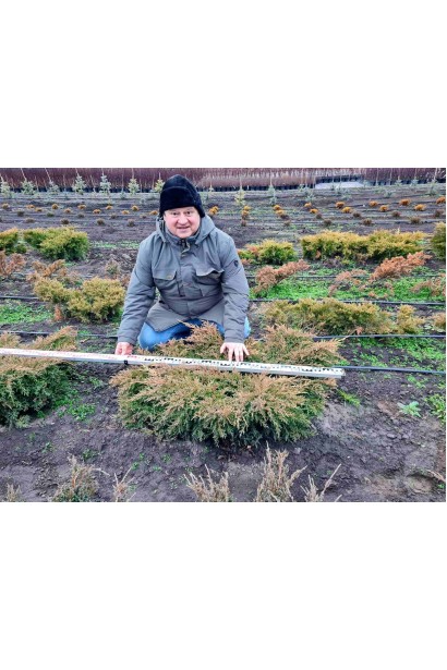 Можжевевельник средний Кинг оф Спринг - ком50кг/вис.20-30см/Ø60-80см